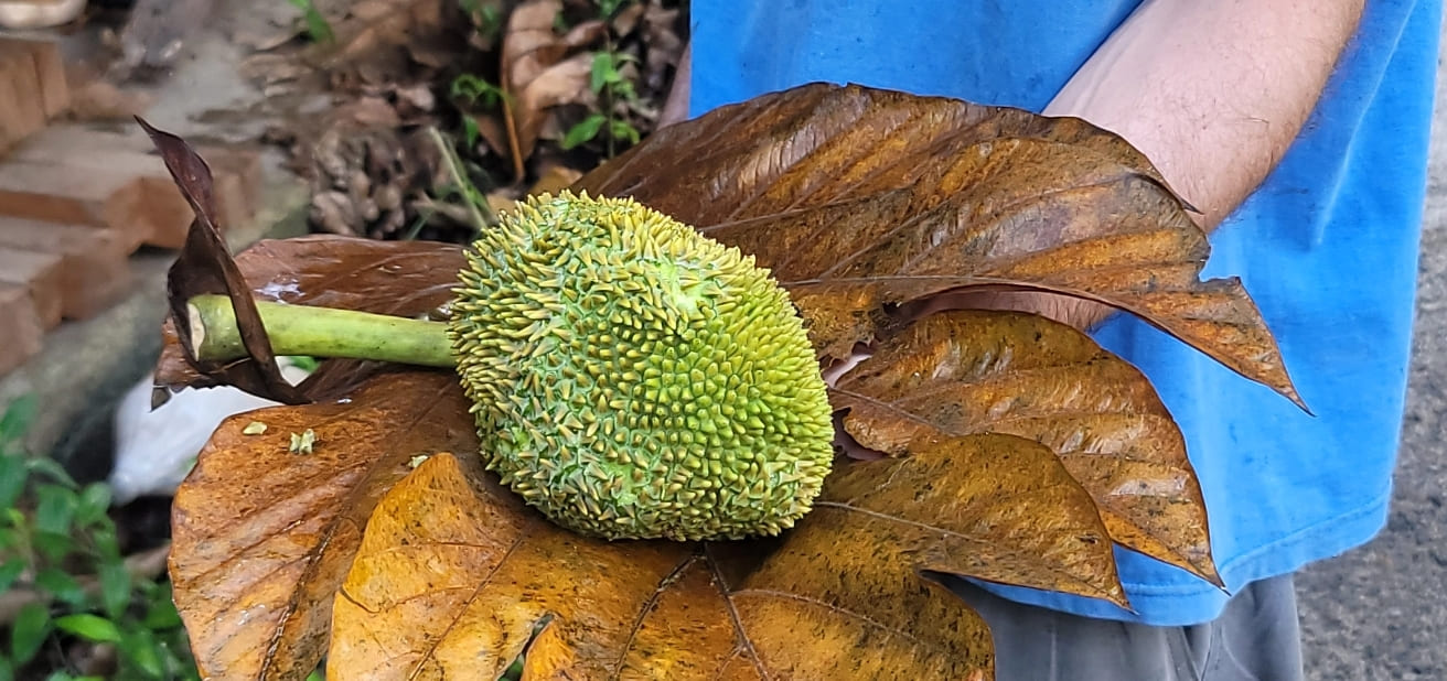 dominica-nature-island